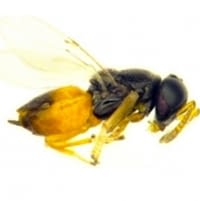 Female Diaphorencyrtus aligarhensis endoparasitoid
